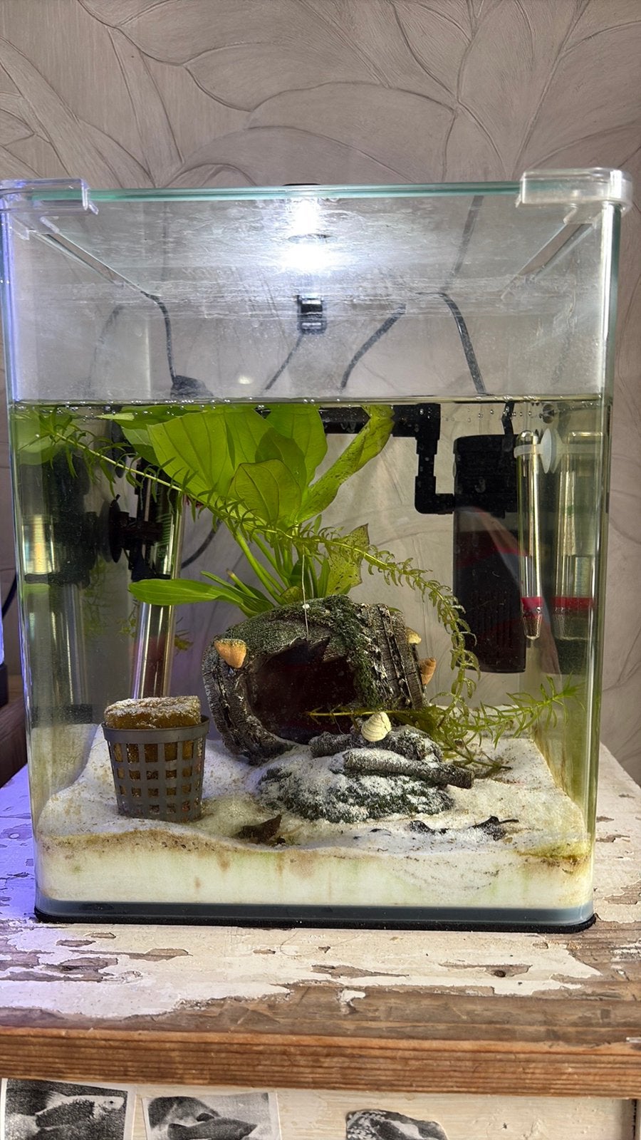 20 liter aquarium, Dieren en Toebehoren, Insecten en Spinnen