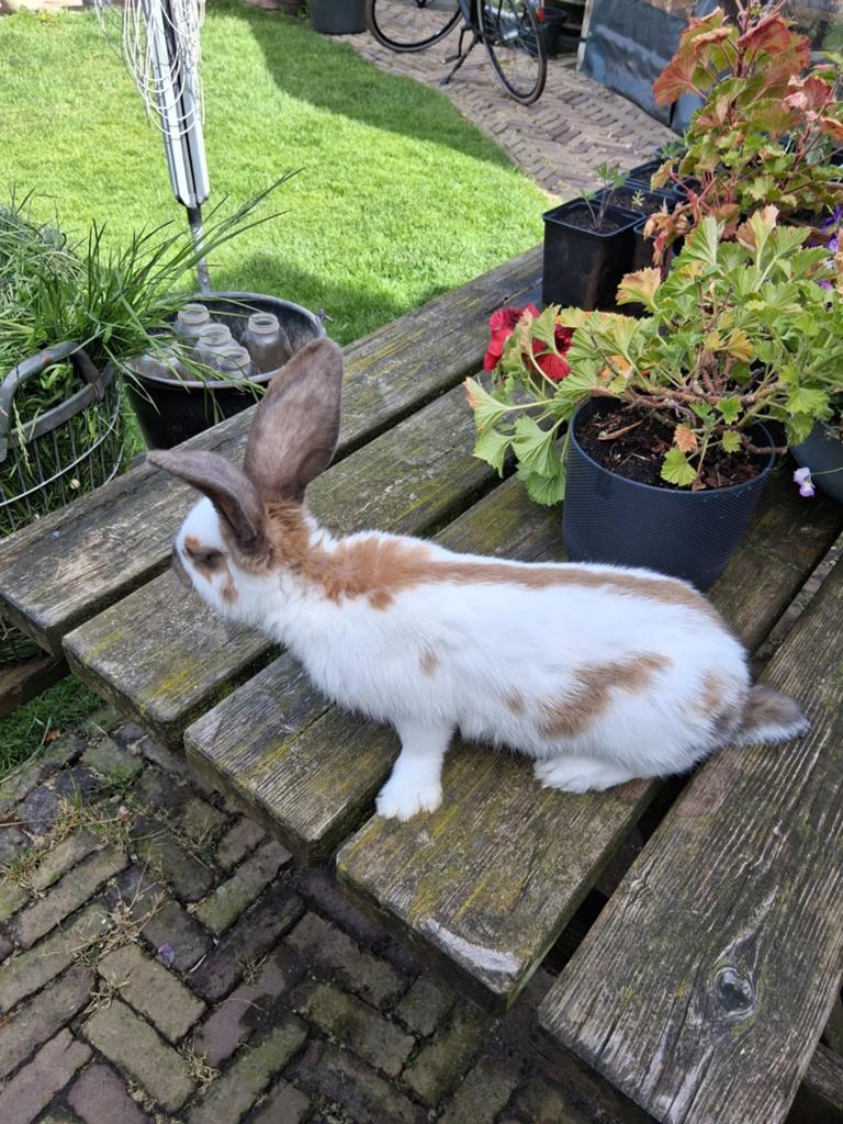 Groot Lotharinger Madagascar, Mannelijk, Groot, 0 tot 2 jaar