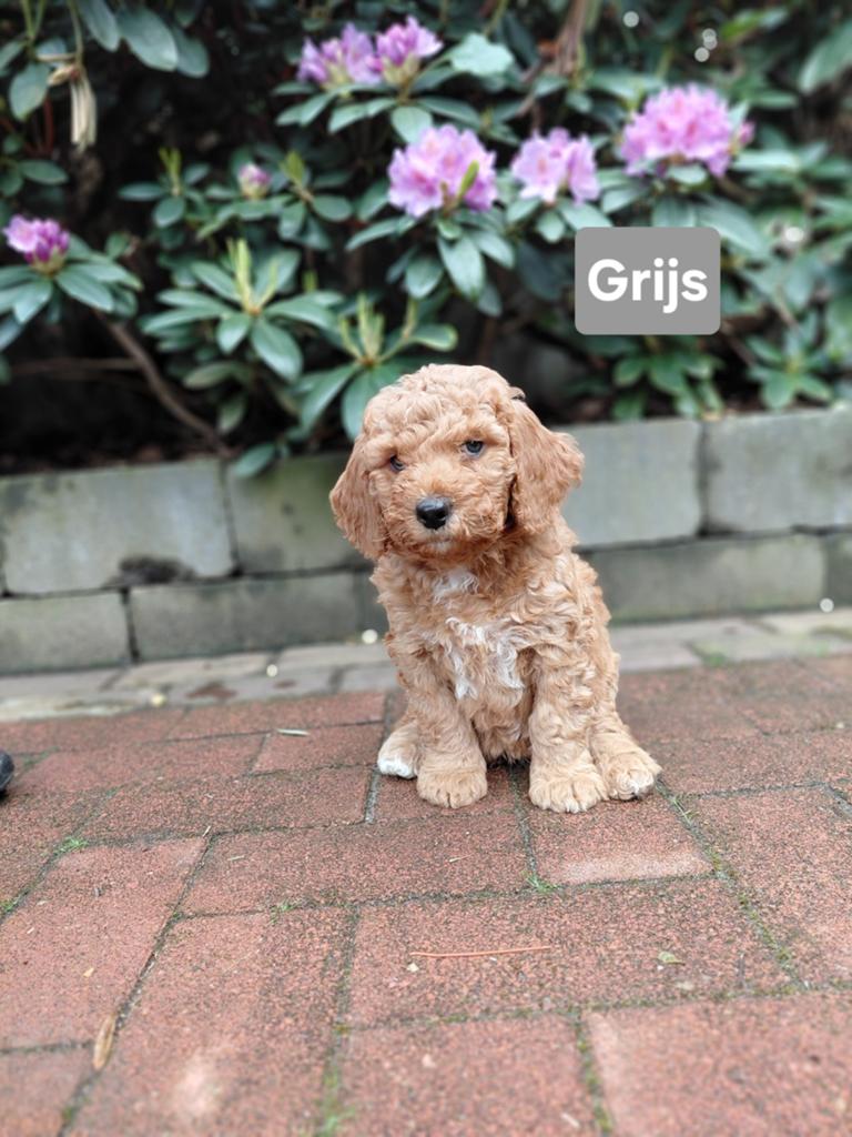 Super mooie sociale labradoodle pups!, Dieren en Toebehoren, Honden | Retrievers, Spaniëls en Waterhonden, Overige rassen, CDV (hondenziekte)
