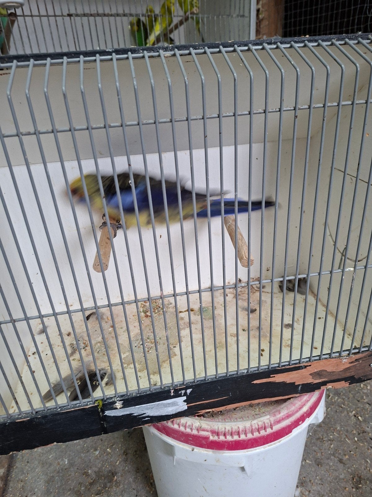 adelaide man, Dieren en Toebehoren, Vogels | Kanaries, Mannelijk, Kleurkanarie