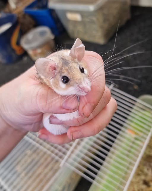 Lief thuis gezocht voor 2 stekelmuis dametjes, Dieren en Toebehoren, Knaagdieren, Februari, Muis, Vrouwelijk, Tam