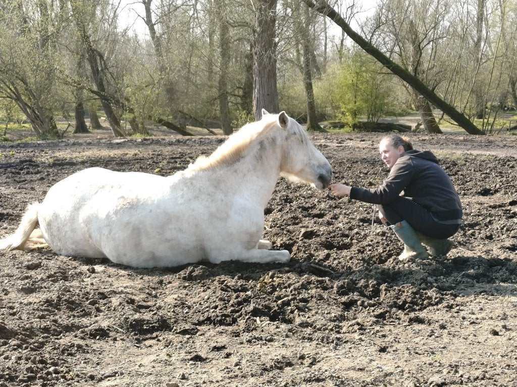 Gezocht kleinschalige pensionstal/zelfzorg voor lieve ruin, Dieren en Toebehoren, Stalling