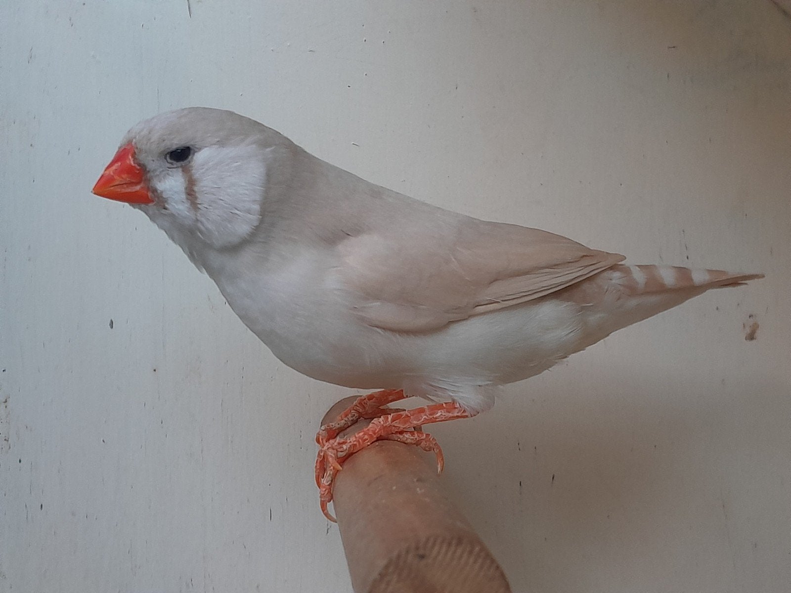 2 mooie zebravink popjes en 1 mannetje, Meerdere dieren, Tropenvogel