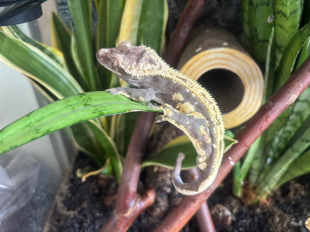 Correlophus ciliatus - Wimpergekko - Crested Gecko, Dieren en Toebehoren, Hagedis, 0 tot 2 jaar