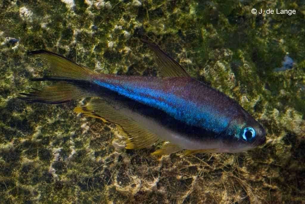 6 x  keizertetra 4cm gaan samen weg, Vis, Zoetwatervis, Schoolvis