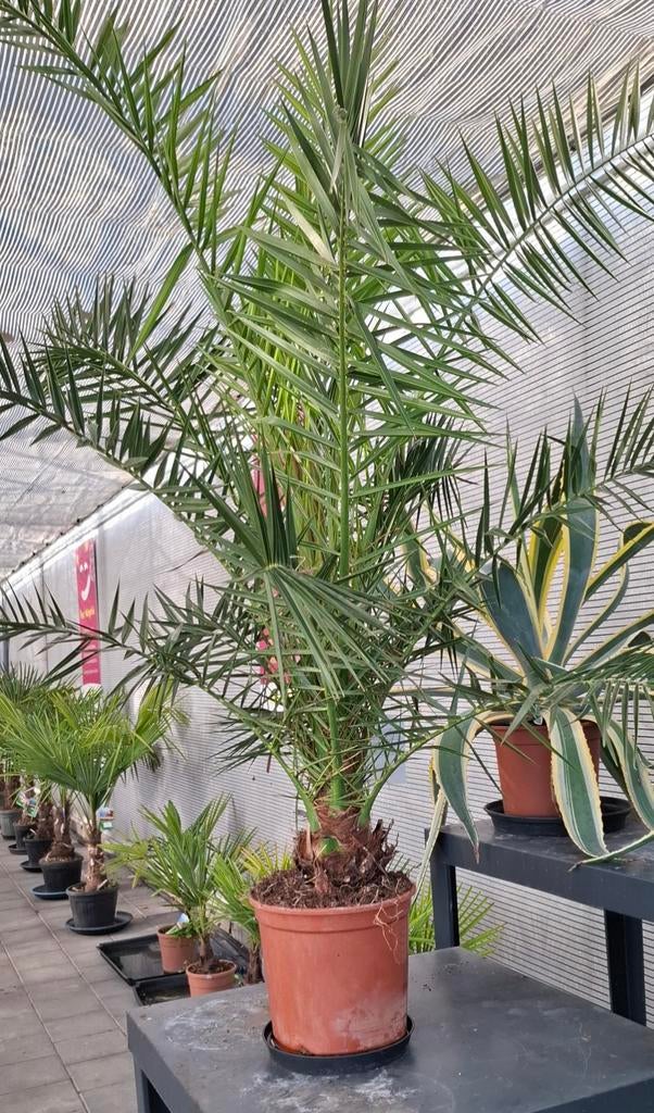 Fhoenix canariensis palmboom., Tuin en Terras, Planten | Bomen, Palmboom, 100 tot 250 cm, Volle zon, Zomer, Ophalen