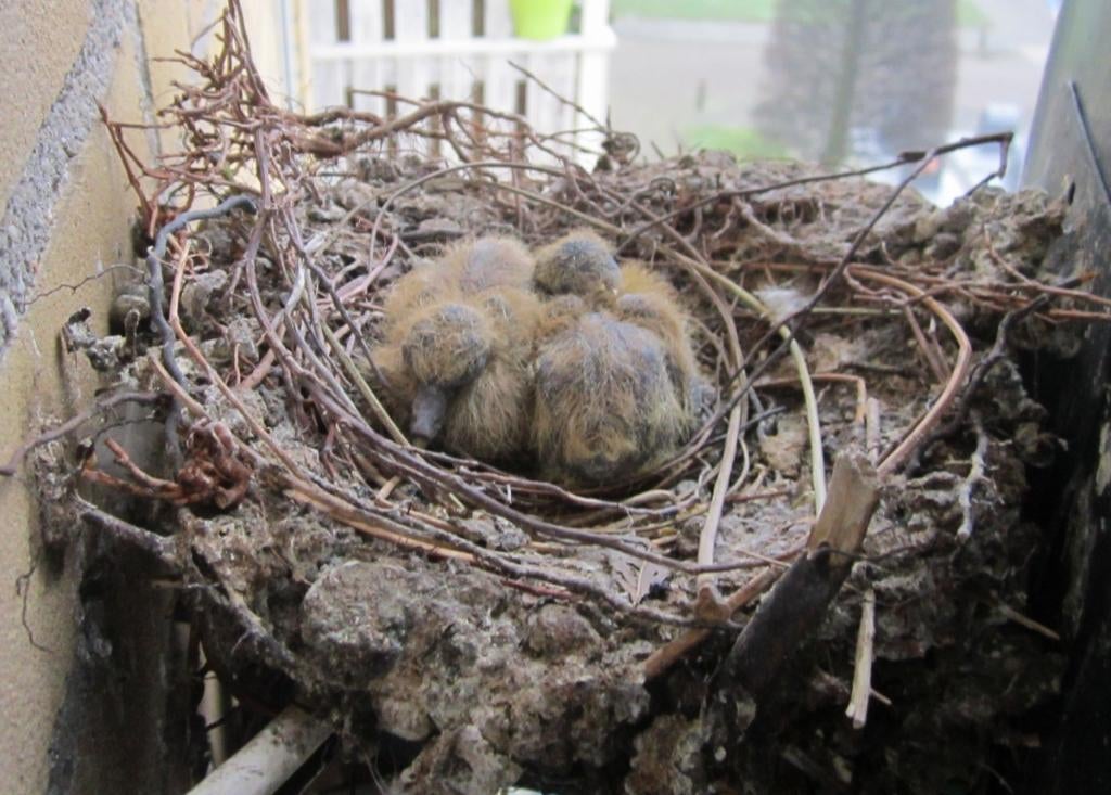 tortelduif    Tortel, Dieren en Toebehoren, Vogels | Duiven, Meerdere dieren, Tortelduif