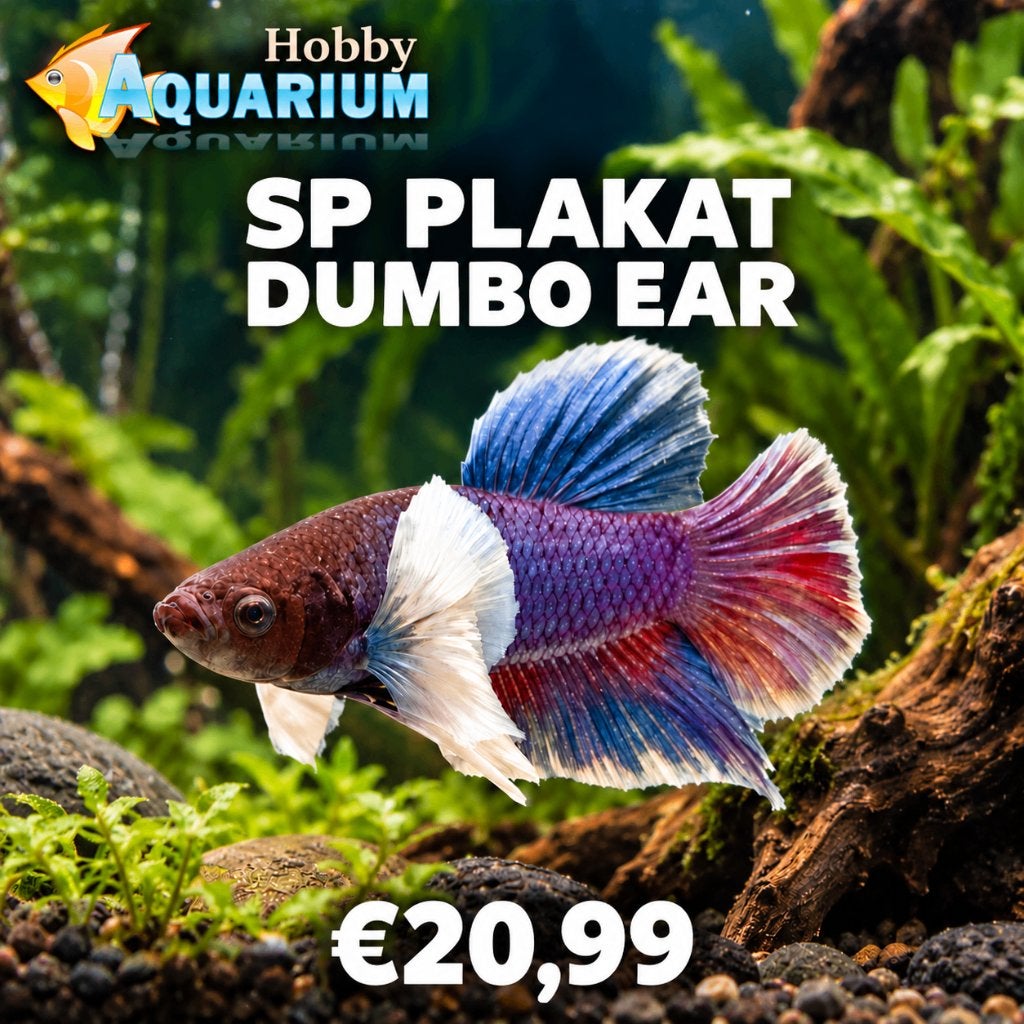 Beschrijving Hobbyaquarium  Betta SP Plakat Dumbo Ear, Vis, Zoetwatervis