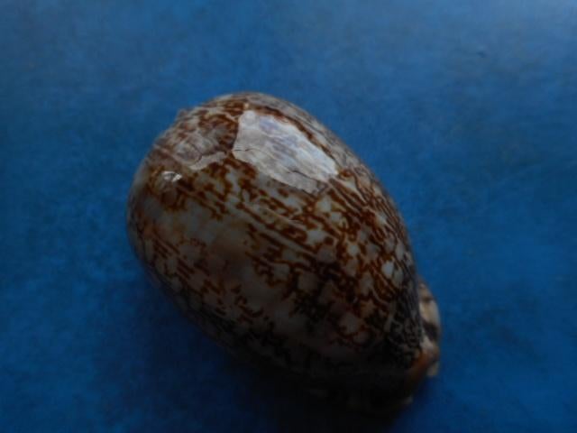 Schelpen: Cypraea arabica asiatica S.S. gem- 58,5mm, Verzamelen, Mineralen en Fossielen, Ophalen of Verzenden, Schelp(en)