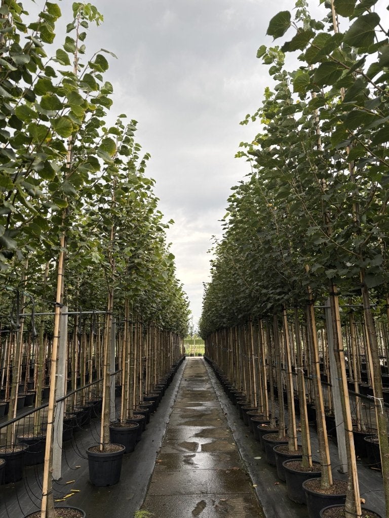 Tilia cordata ‘Greenspire’ – Winterlinde 10/12 t/m 16/18, In pot, Halfschaduw, 250 tot 400 cm, Zomer