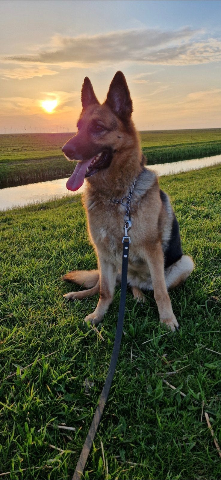 Te koop: duitse herder teef 6 jaar, 6 jaar of ouder, Teef, Eén hond, Herder