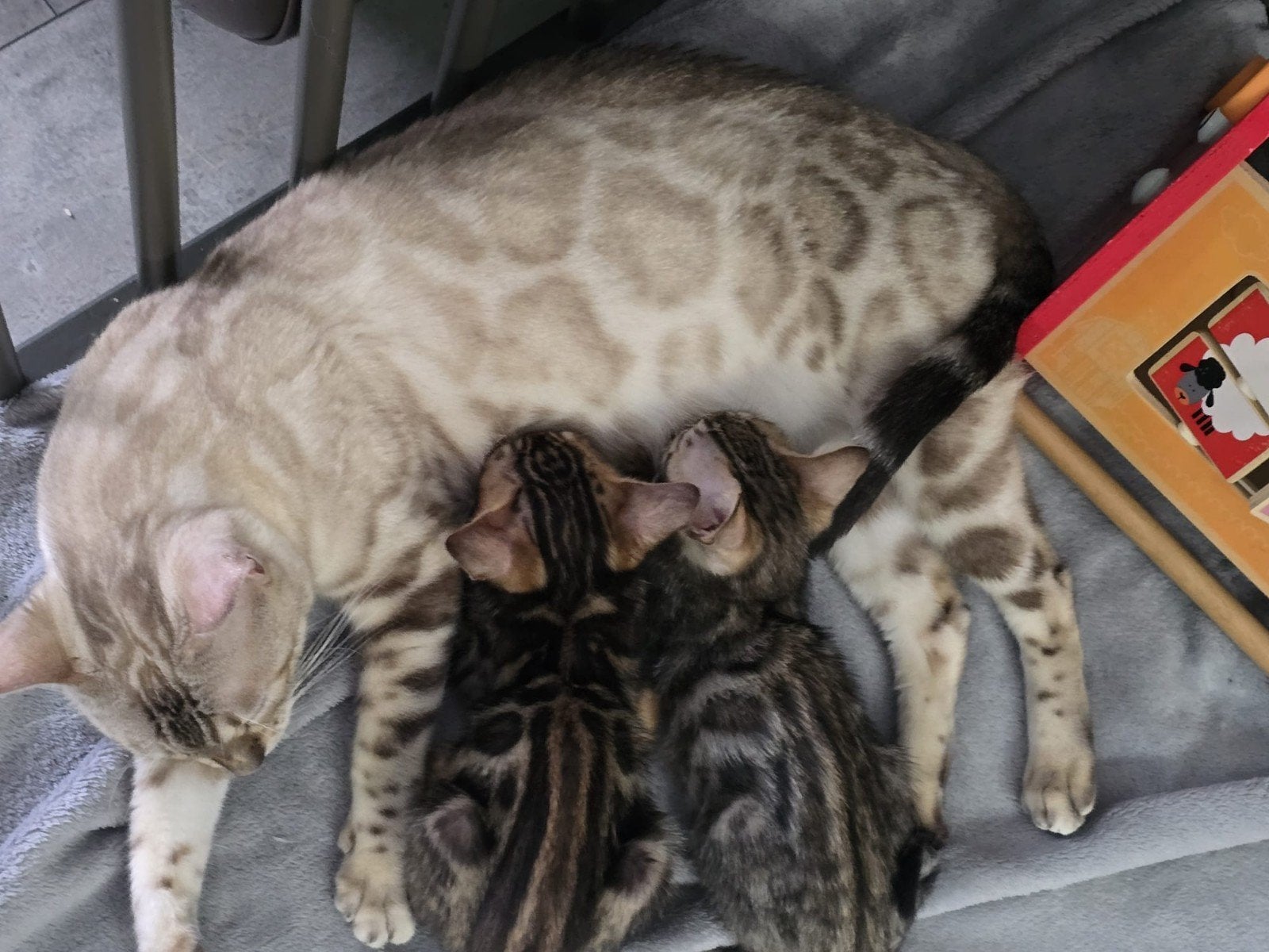 seal lynx bengaal poes (herplaatsing), Dieren en Toebehoren, Poes, 3 tot 5 jaar