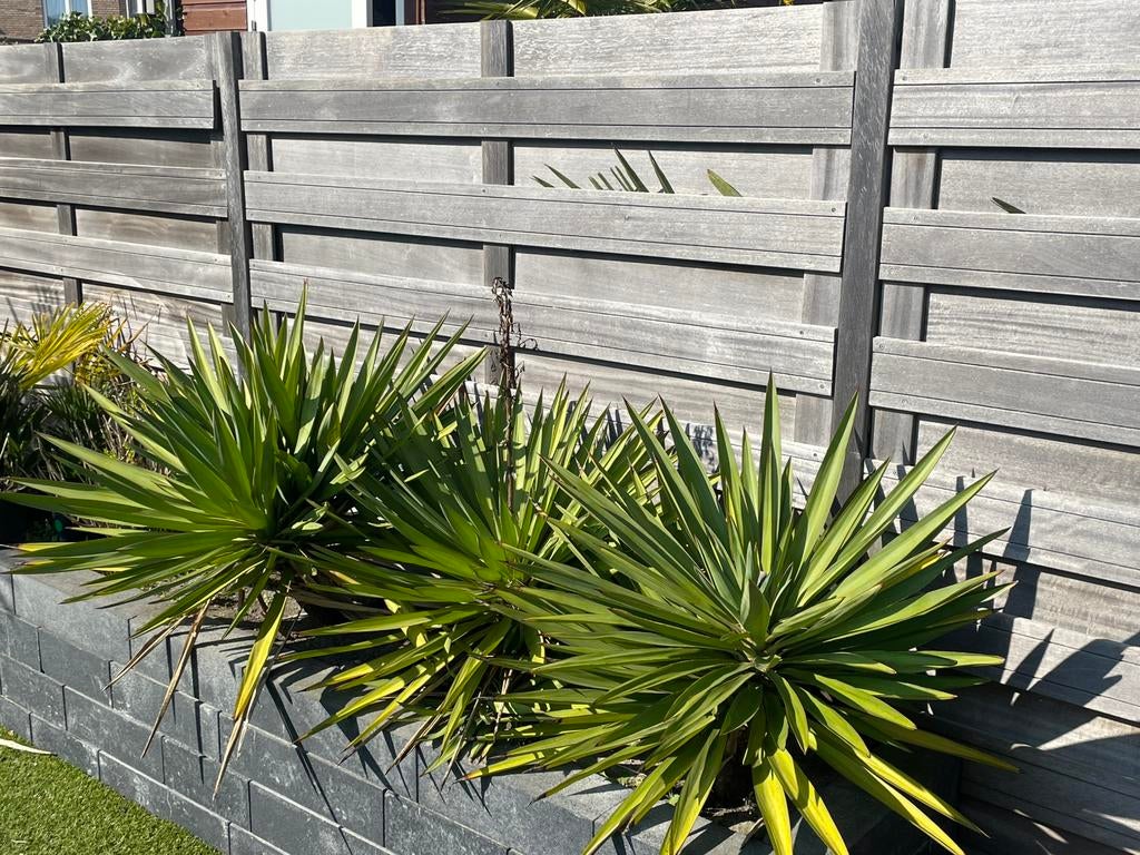 Yucca planten, Tuin en Terras, Planten | Tuinplanten, Ophalen, Overige soorten, Volle zon