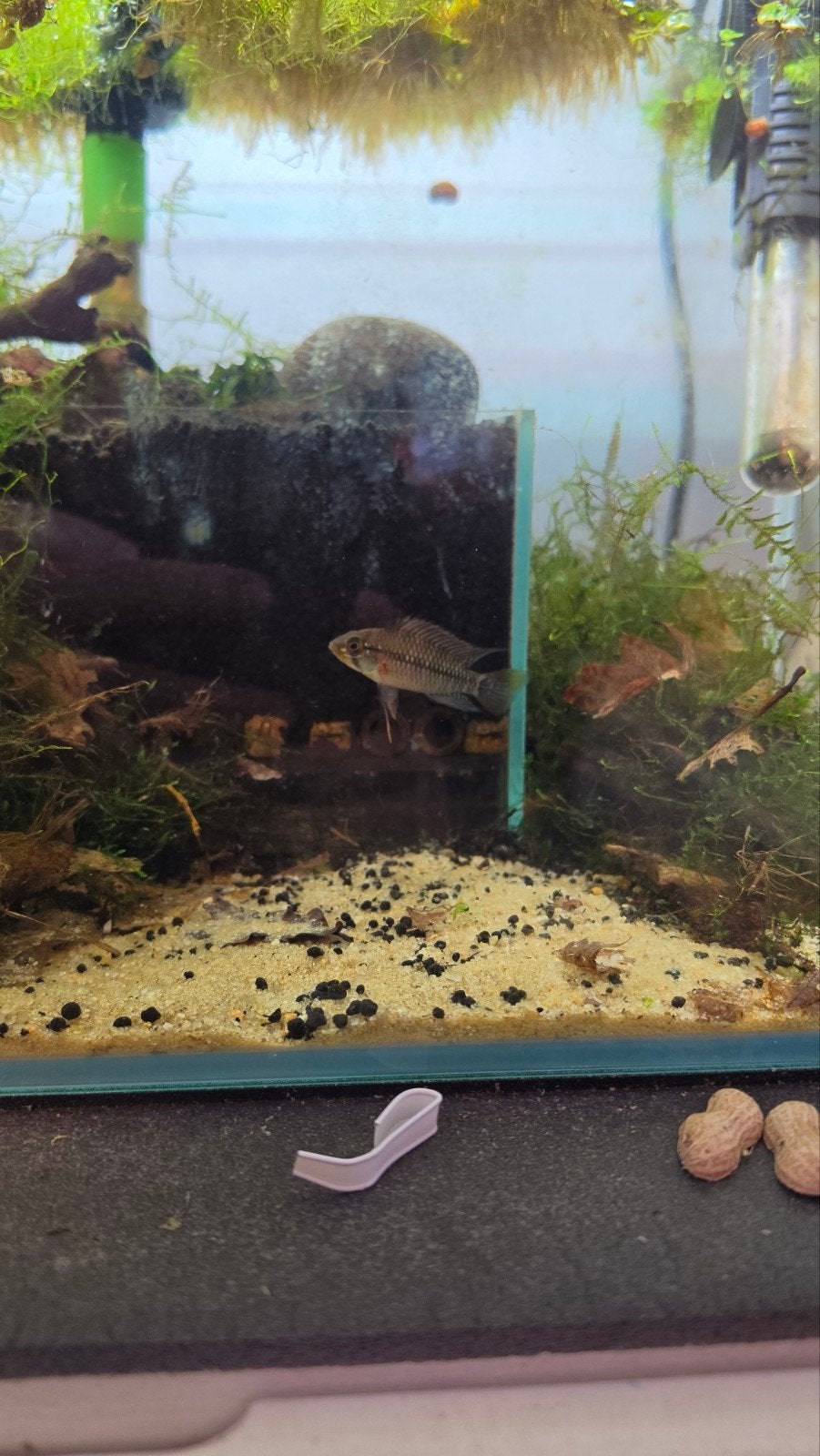te koop mannetje apistogramma eunotus/gezocht vrouwtje, Dieren en Toebehoren, Vis