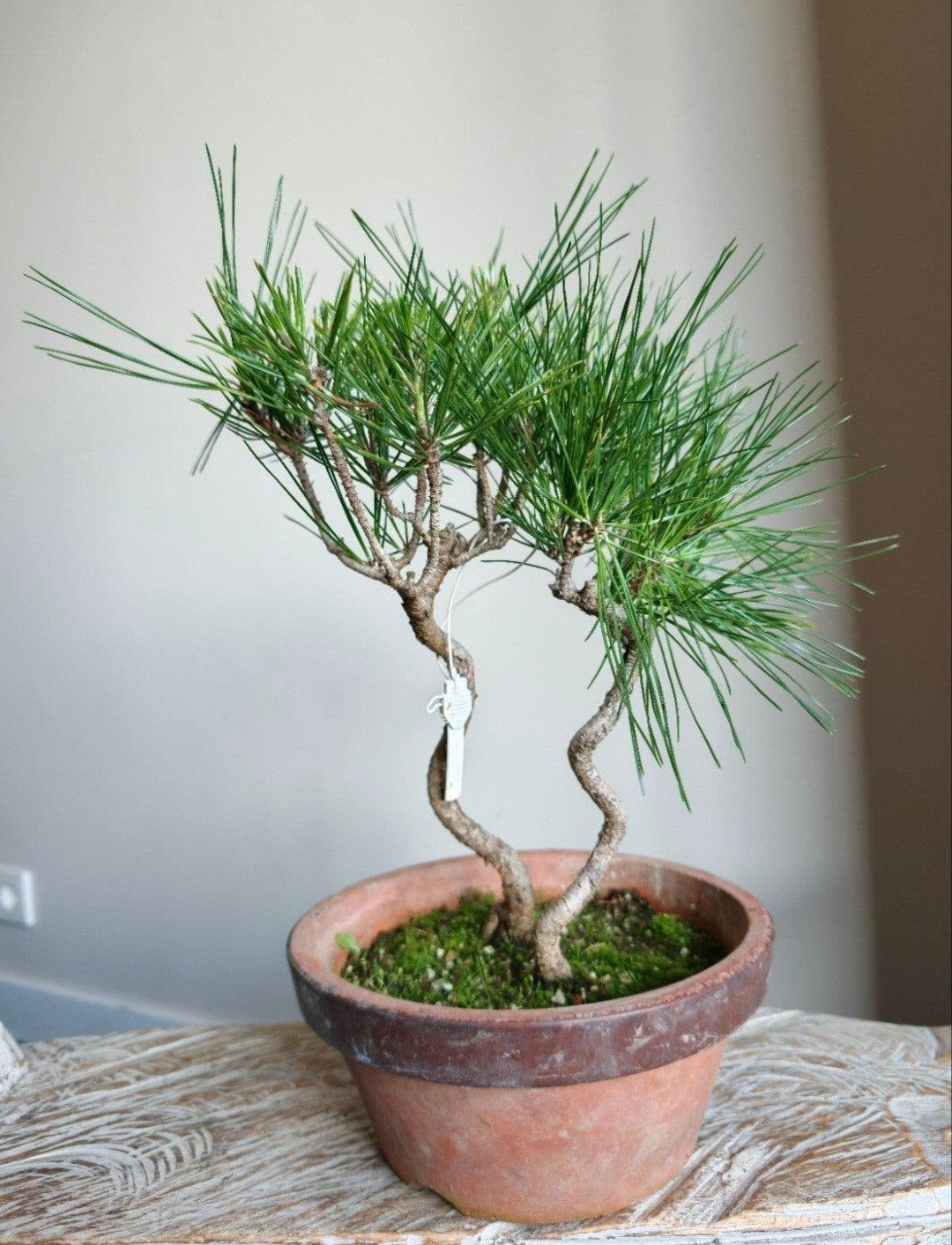 Pinus Thunbergii bonsai (Japan), Tuin en Terras, Bloeit niet, Halfschaduw, Minder dan 100 cm, Overige soorten