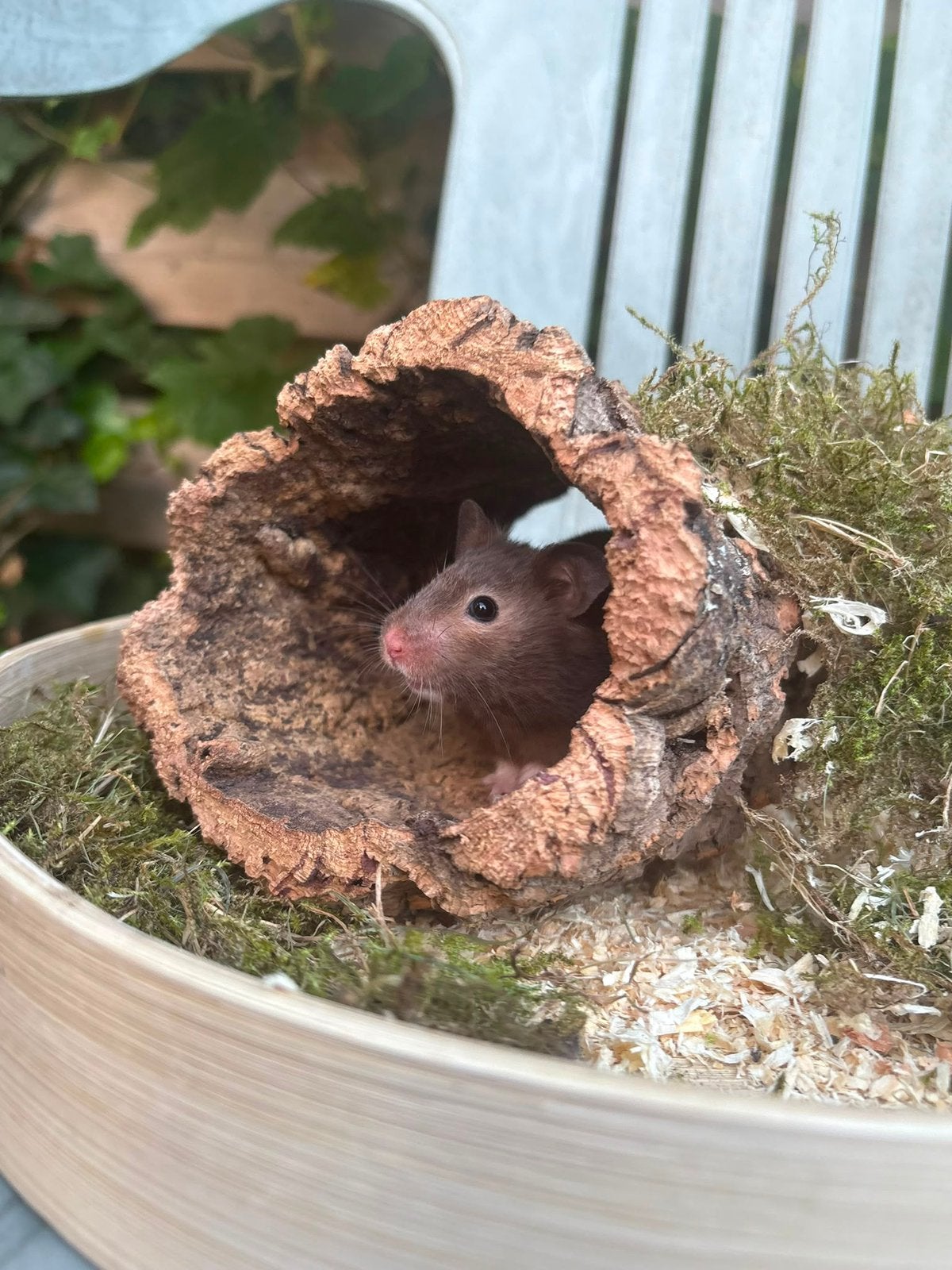 Jonge goudhamster te koop! (Syrische), Hamster, Juni, Vrouwelijk, Tam