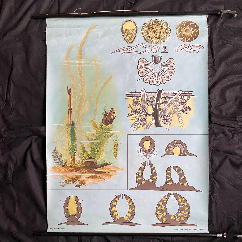 Schoolplaat Zoetwaterspons – Jung Koch Quentell, Ophalen of Verzenden, Natuur en Biologie