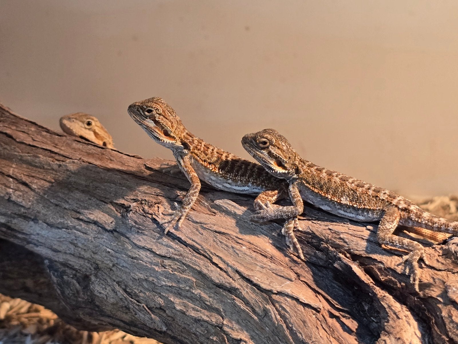 Pogona vitticeps RM hypo het trans x Hypo zero Bearded Dragon - unknown for sale from Hoeb.dutch.reptiles