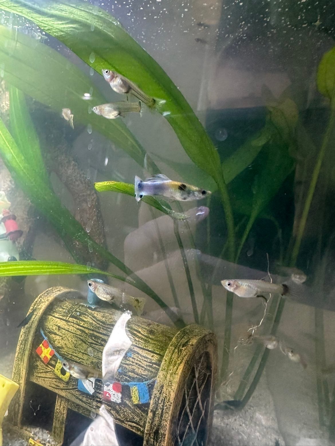 Baby guppies, Vis, Zoetwatervis