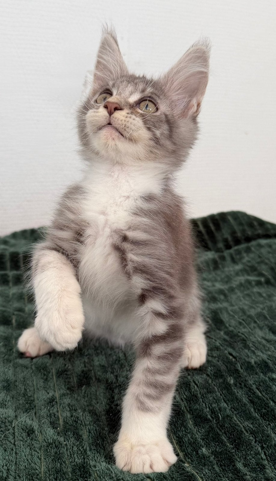 Supermooie Maine Coon katertjes  + 1 poesje met Stamboom, Kater, Met stamboom, 0 tot 2 jaar