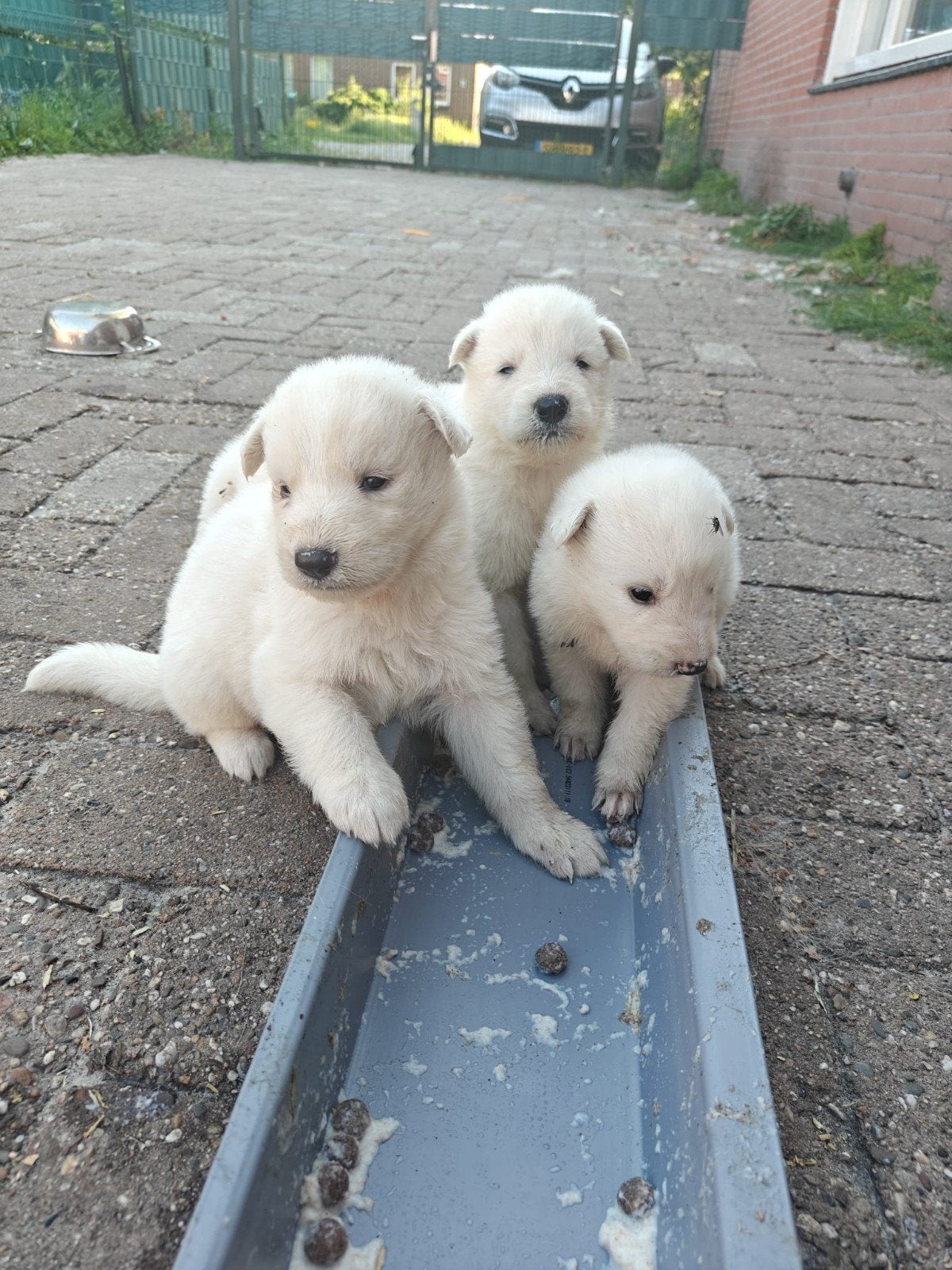 Witte herder pups, Dieren en Toebehoren, Honden | Herdershonden en Veedrijvers, Meerdere, Meerdere dieren, Herder, Nederland