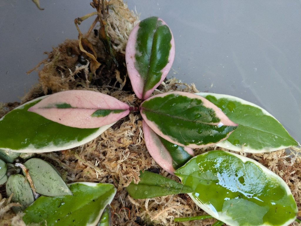 Hoya Carnosa 'flamingo dream', Huis en Inrichting, Ophalen of Verzenden, Halfschaduw, Minder dan 100 cm