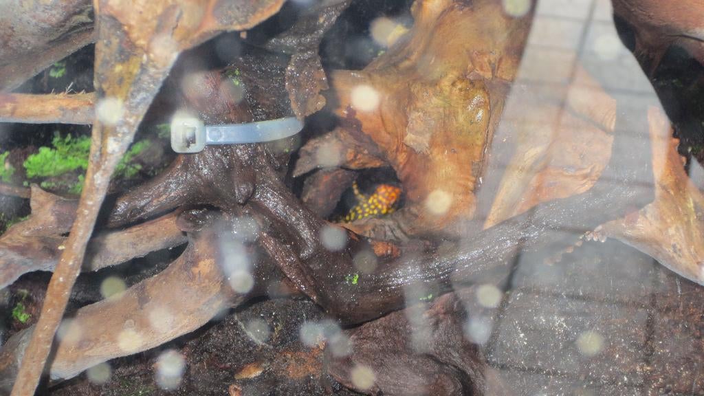 1.2 oophaga small redhead, Dieren en Toebehoren, Reptielen en Amfibieën, Amfibie, 0 tot 2 jaar