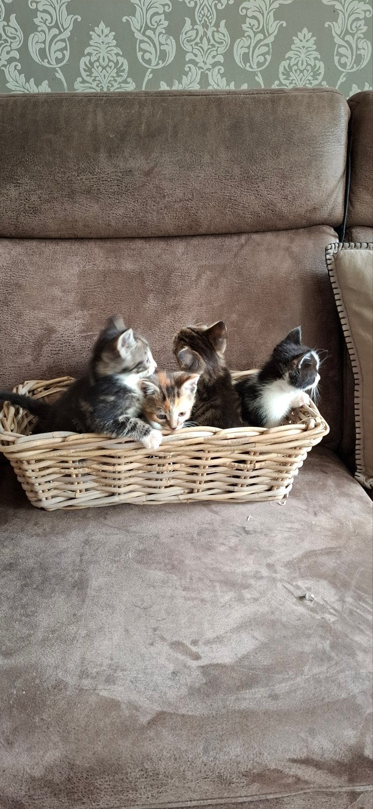 kittens, Poes, Kortharig, 0 tot 2 jaar