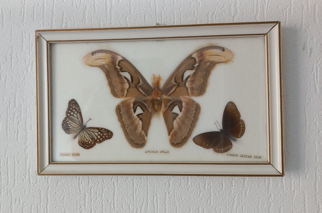 Vintage vlinderlijst, Ophalen, Zo goed als nieuw, Insect, Opgezet dier