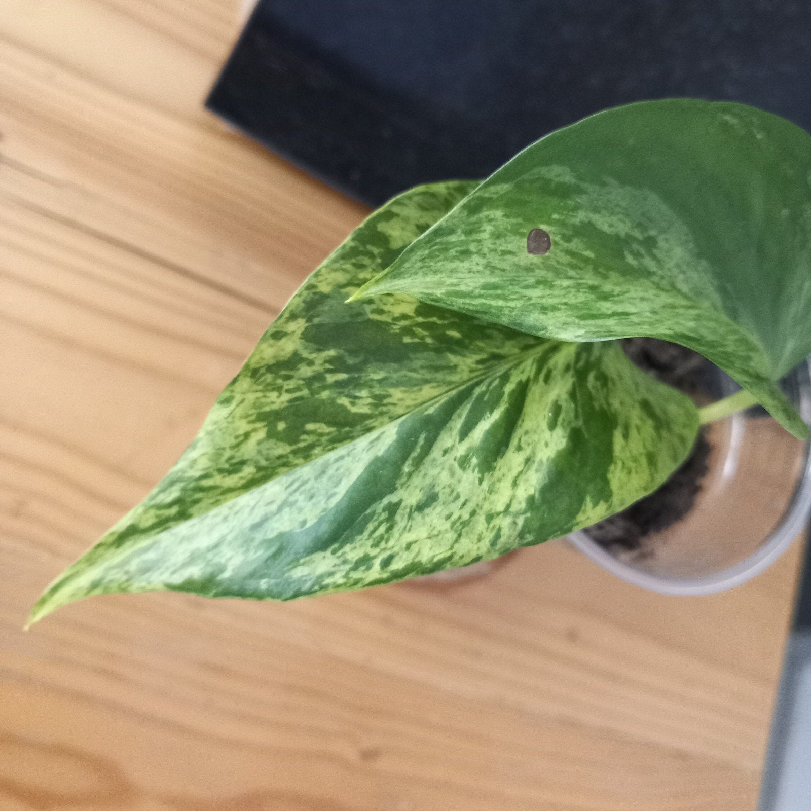 Epipremnum marble Queen stek nr 24, Ophalen of Verzenden, Halfschaduw, Minder dan 100 cm