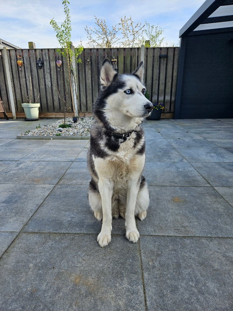 Syberische Husky Nayla, België, Particulier, Teef, Poolhond