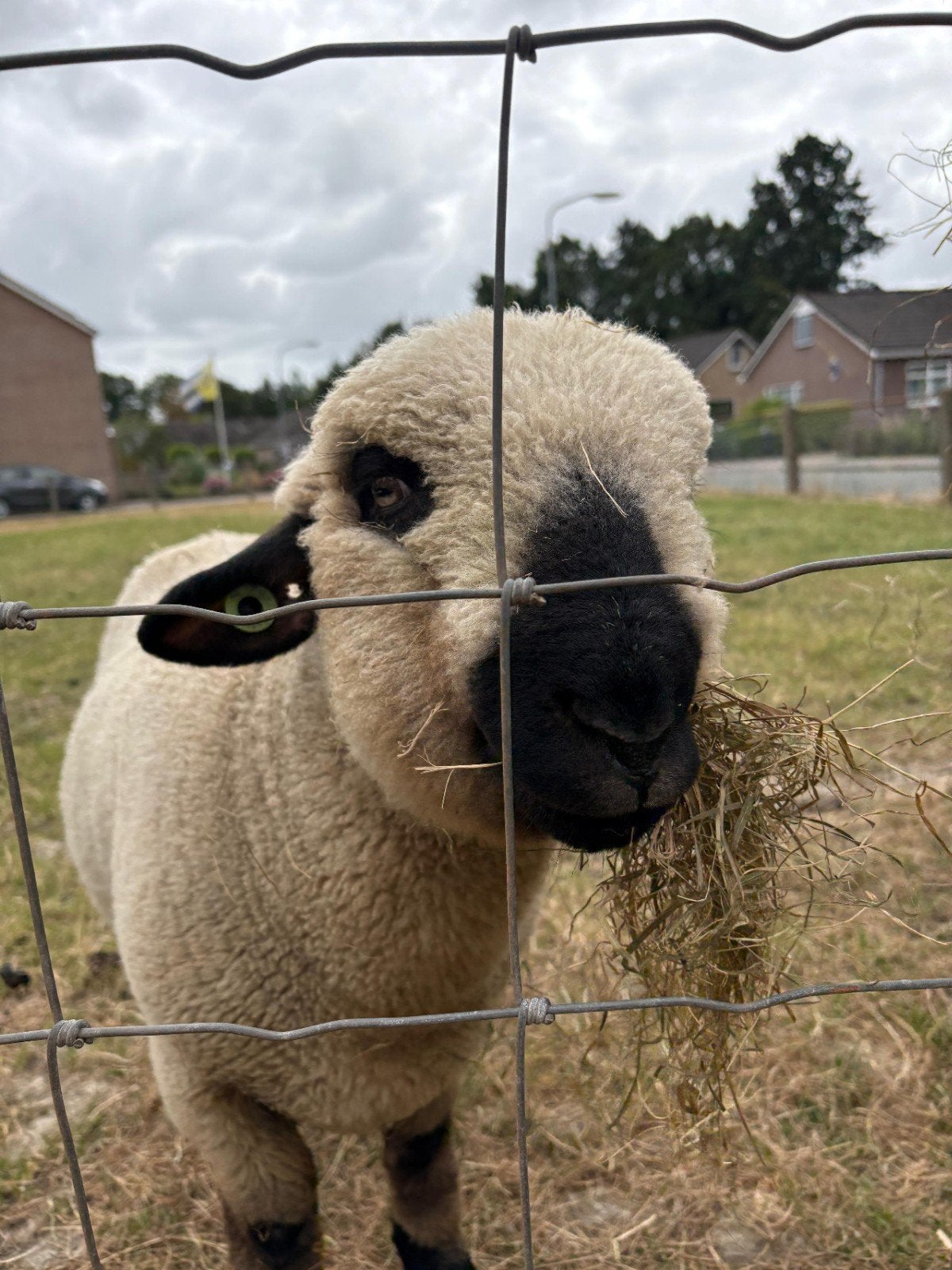 hampshire down Ram te koop, Mannelijk, Schaap