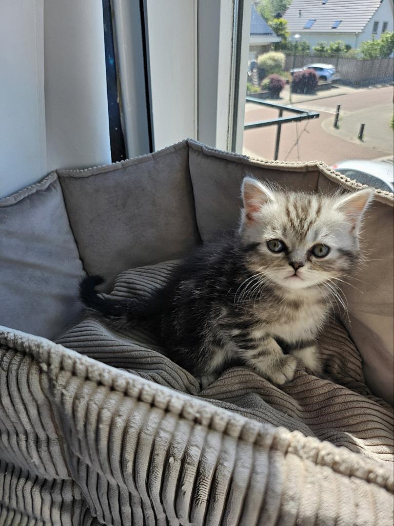 Britse Korthaar kittens., Meerdere dieren, Ontwormd, 0 tot 2 jaar