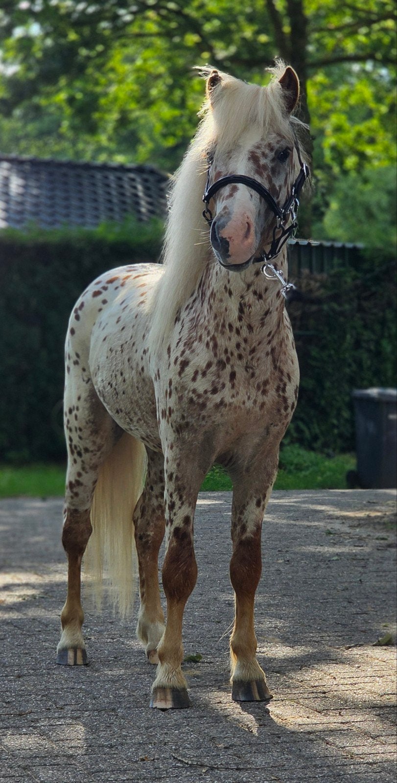 Bloedmooie, grote maat rood panterbonte appaloosa hengst!!, Gechipt, Niet van toepassing, Hengst, A pony (tot 1.17m)