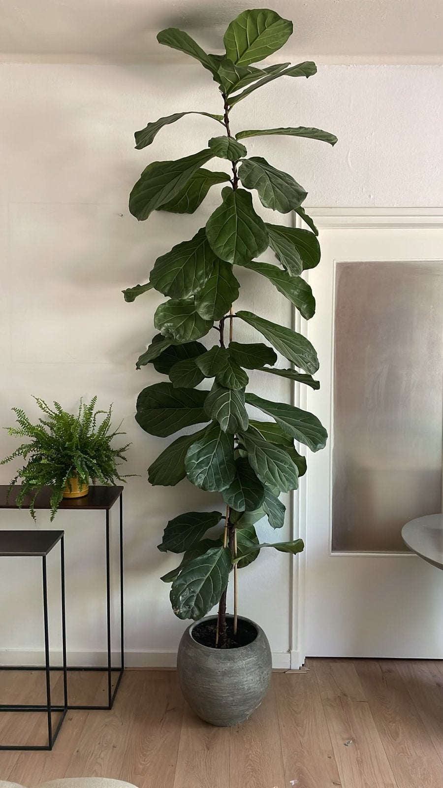 Prachtige Ficus Lyrata (Tabaksplant) van 2.75 meter hoog, Ophalen, Ficus, 200 cm of meer, Halfschaduw