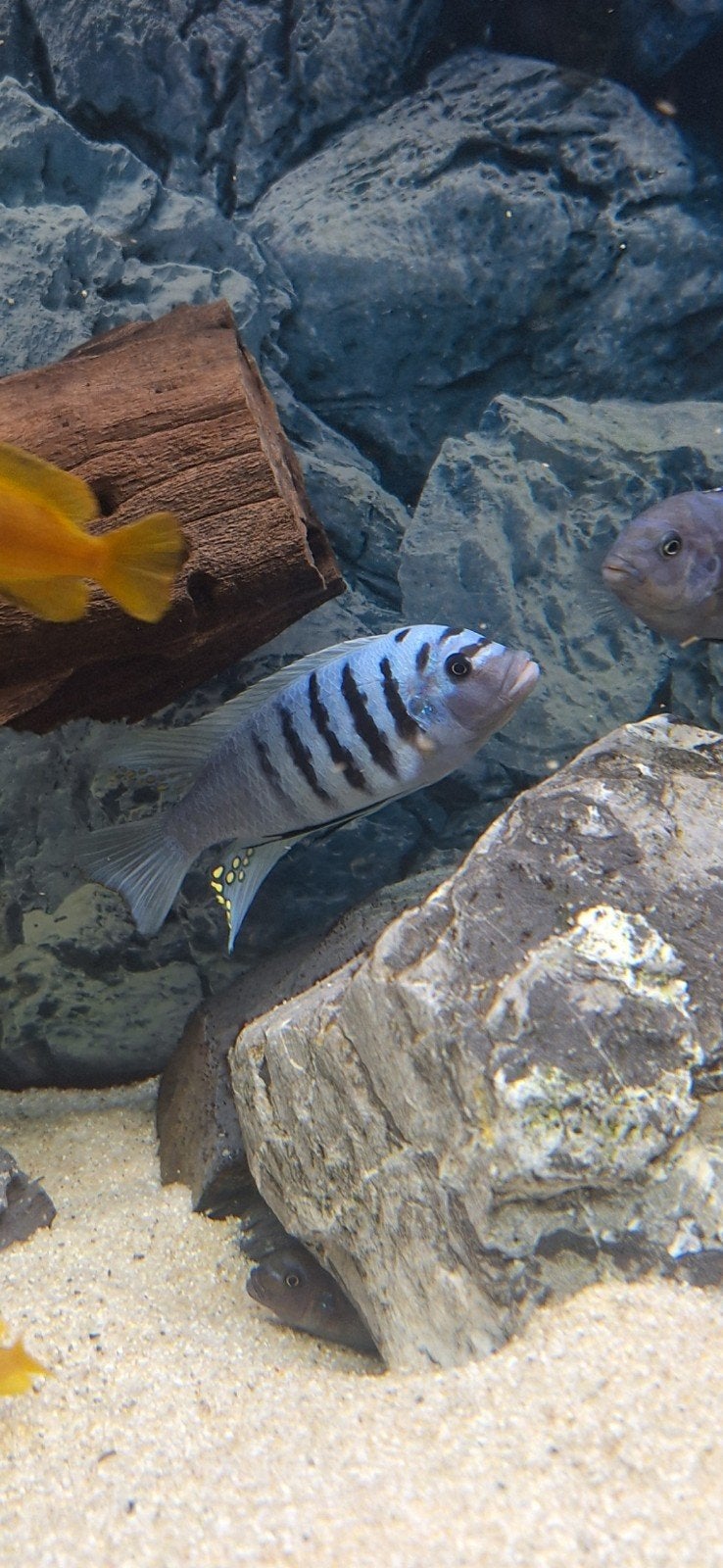 Mbuna cichliden kweekgroep, Vis