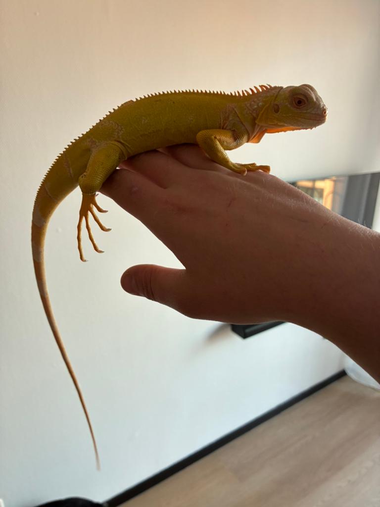 Hypo albino leguaan, Dieren en Toebehoren, Ophalen, Zo goed als nieuw, Overige typen