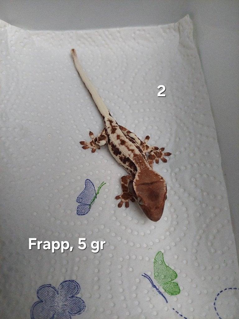 Wimpergekko's Frapp, Dieren en Toebehoren, Hagedis, 0 tot 2 jaar
