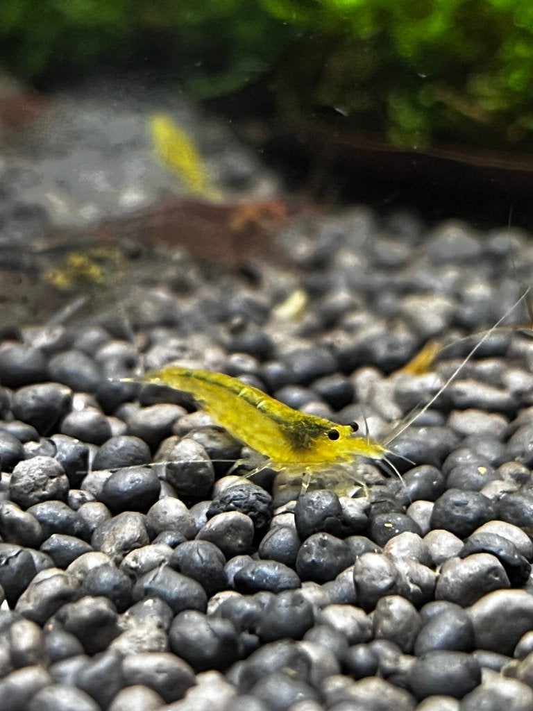 Amano/Japonica Caridina Multidentata Yellow Siergarnaal, Kreeft, Krab of Garnaal, Zoetwatervis