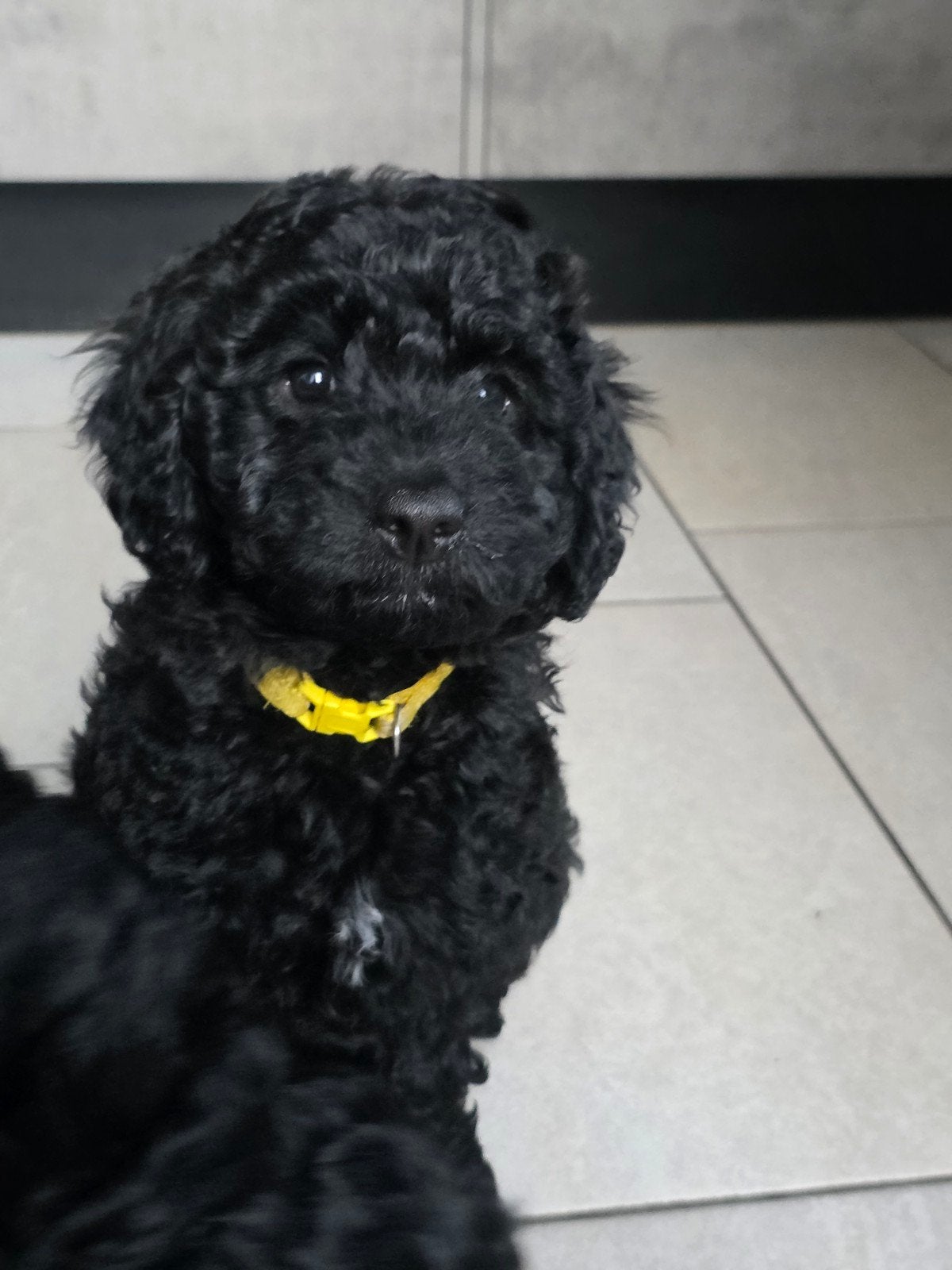 Nog 1  mooie goldendoodle F4 multigen pup, Parvo, 8 tot 15 weken, Meerdere, Meerdere dieren