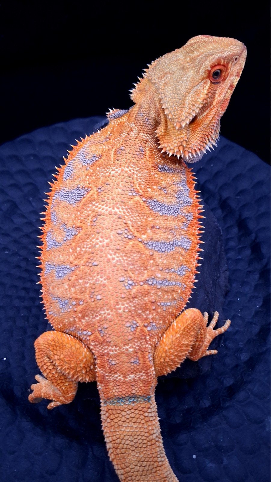 50% Red Monster Purple Tiger het. Witblits/Hypo Baardagaam Bearded Dragon photo 5