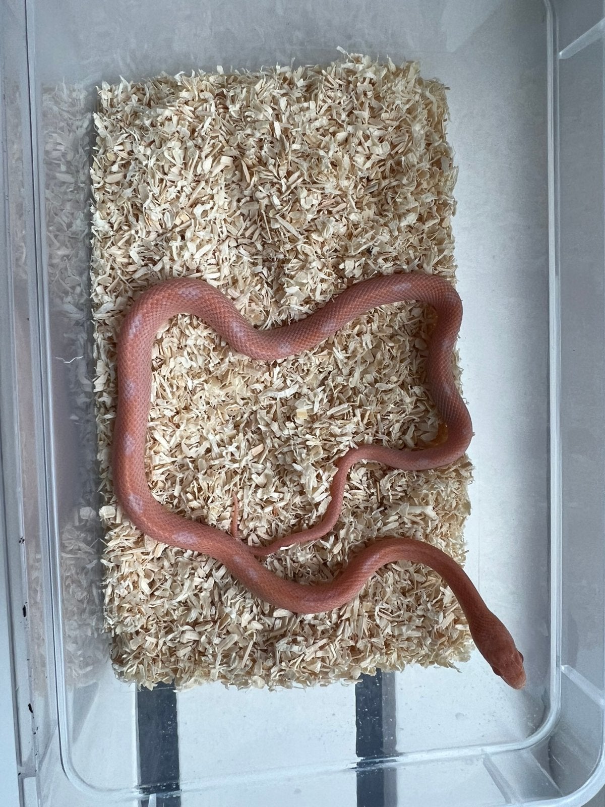 Rattenslangen 2025 Rat Snake photo 2
