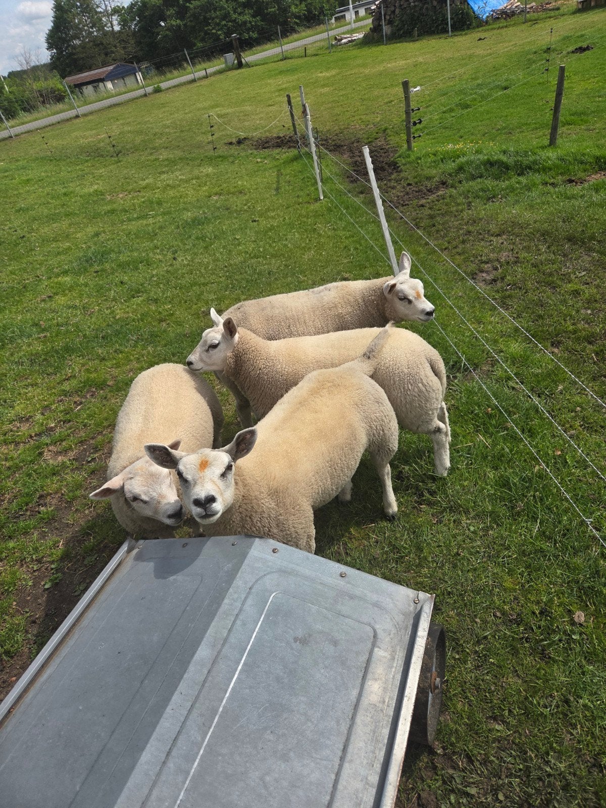 Luxe lammeren 3 ooien  en ram, Dieren en Toebehoren, Meerdere dieren, Schaap