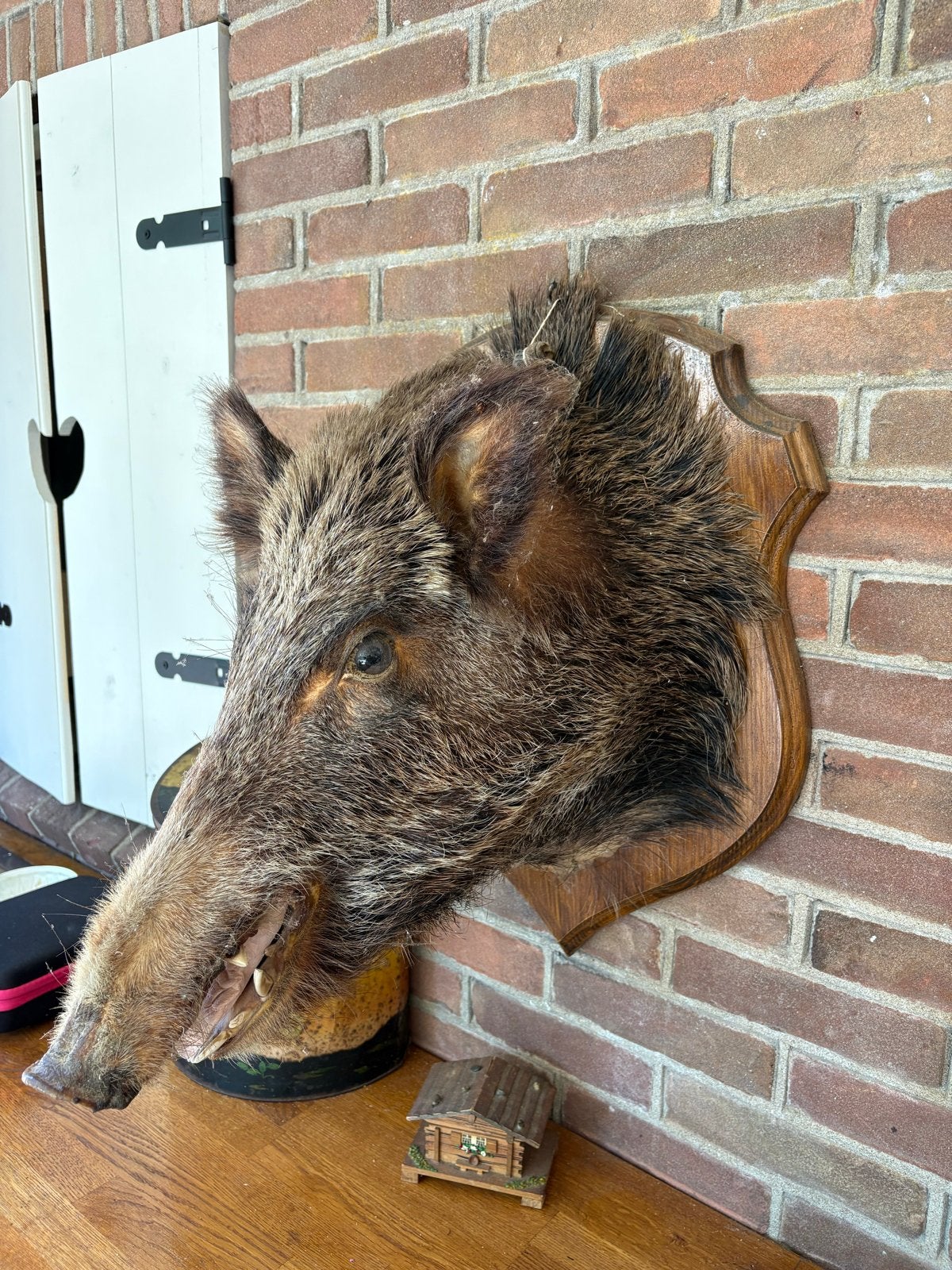 Opgezette Wild zwijn kop - Uniek decoratiestuk, Ophalen, Gebruikt