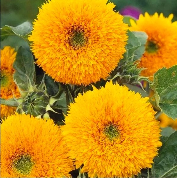 Lage Teddy Zonnebloem Zaden - 15 stuks, Ophalen of Verzenden, Voorjaar, Volle zon, Zaad