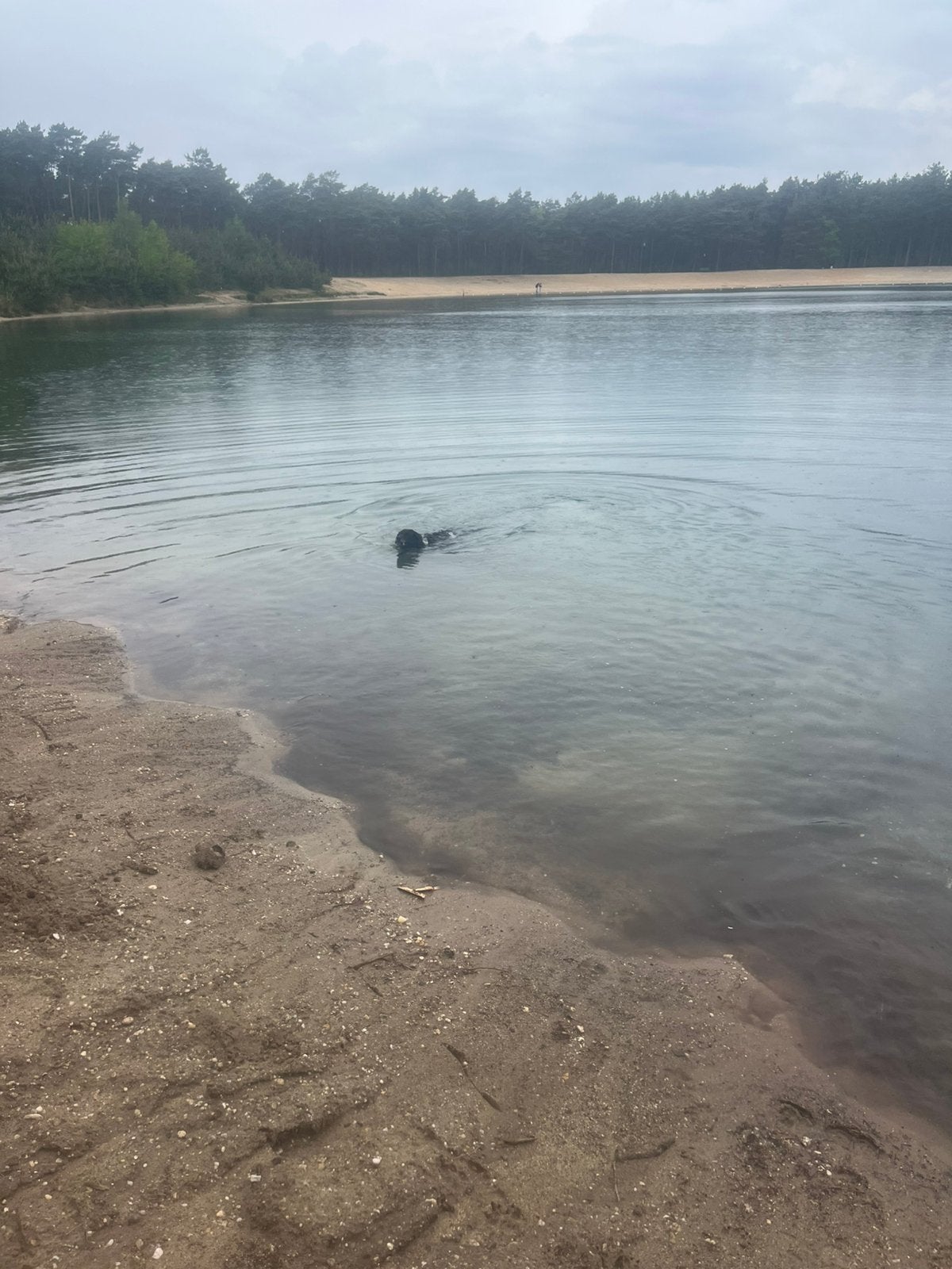 Kleinschallige huiselijk oppas honden vakantie opvang, Ophalen of Verzenden, Nieuw