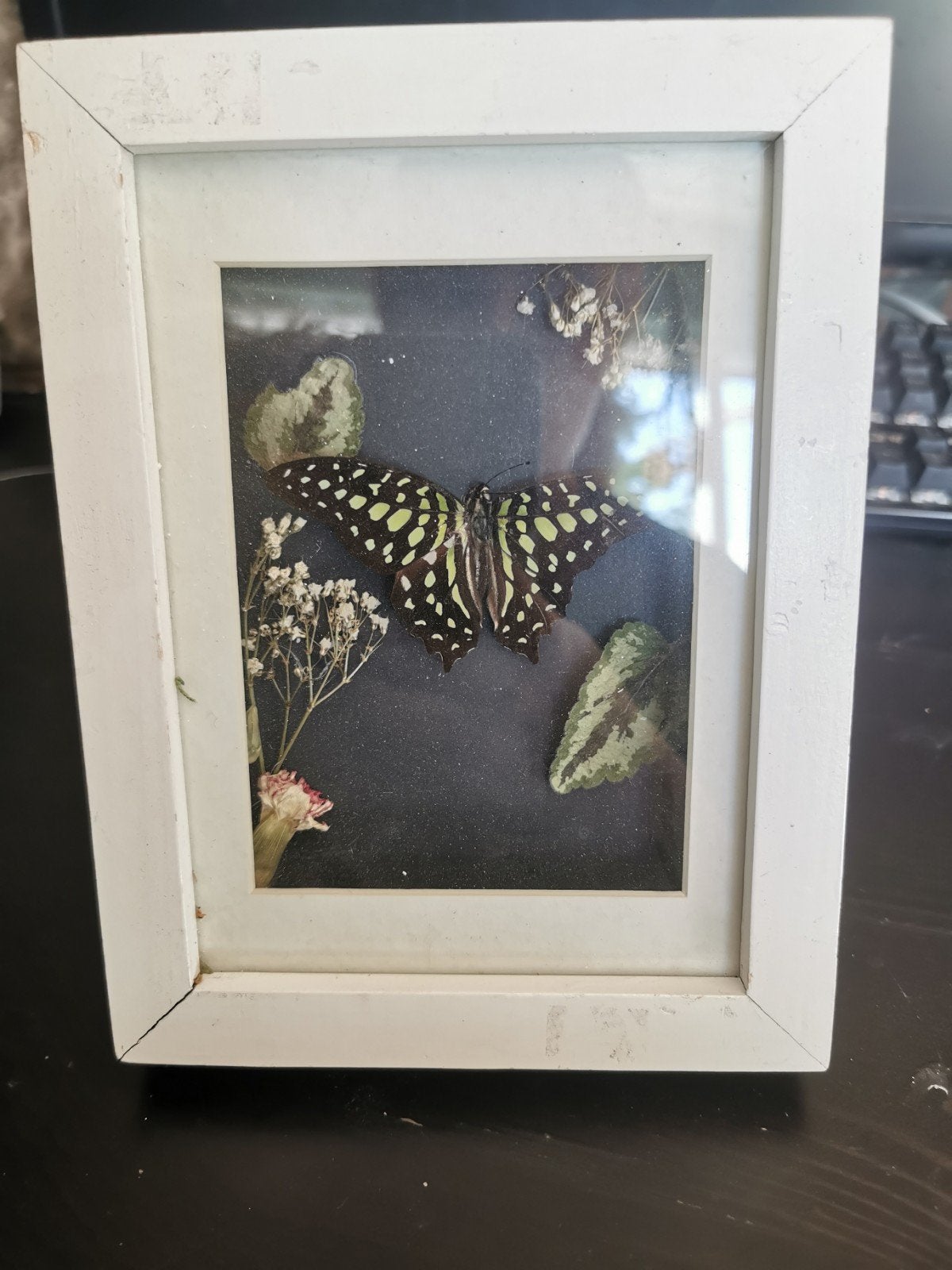 vlinder in lijst (graphium agamemnom), Ophalen of Verzenden, Nieuw, Insect, Opgezet dier