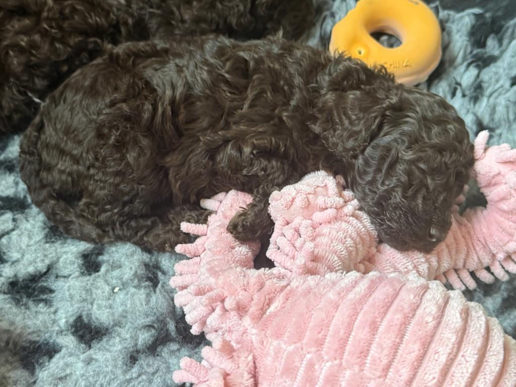 Prachtige pups (multigen) poedel-kruisingen bezoek welkom🥰, Dieren en Toebehoren, Parvo, Overige rassen, 8 tot 15 weken, Meerdere