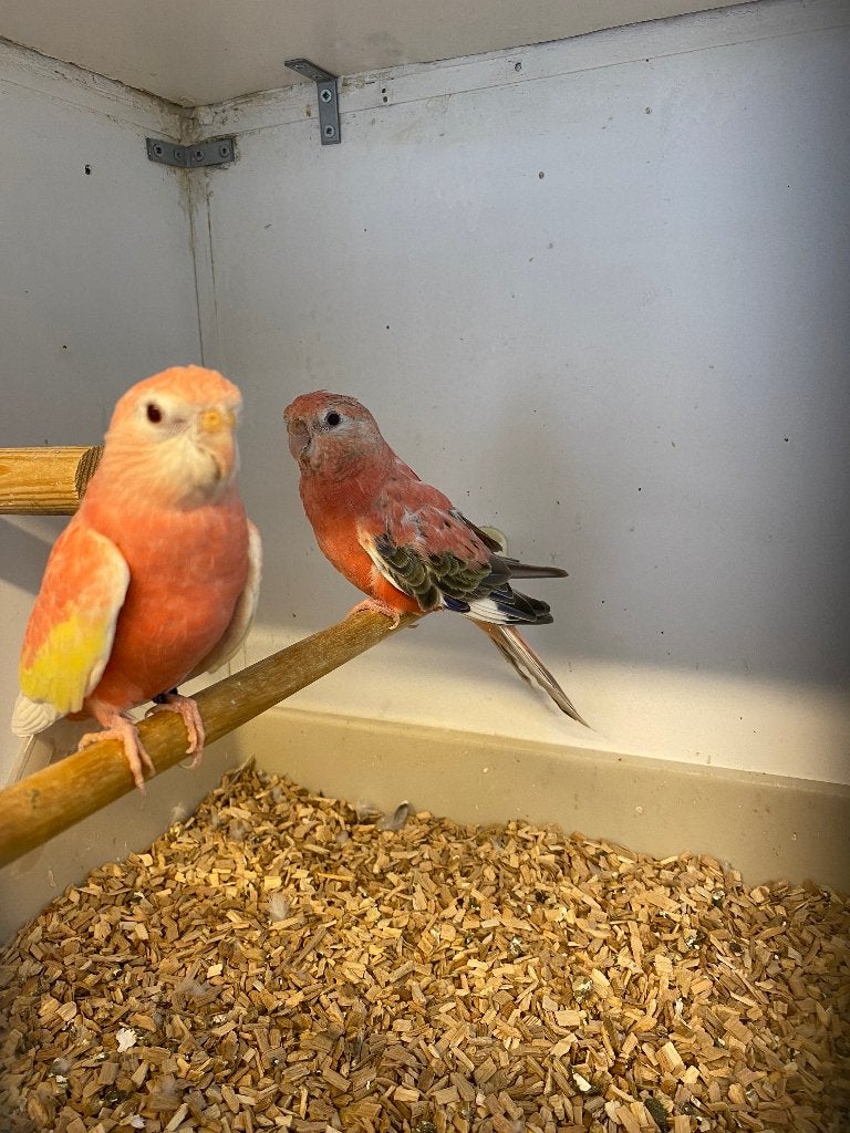 Bourkes parkieten, Dieren en Toebehoren, Meerdere dieren, Parkiet