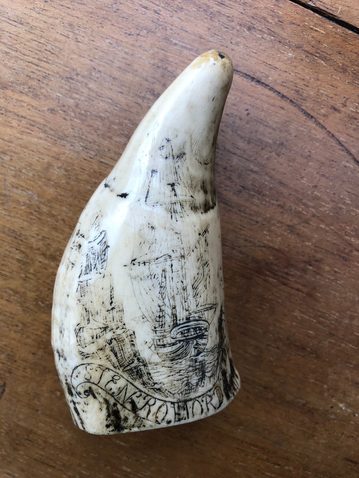Walrus tand, Ophalen of Verzenden, Fossiel